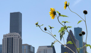 Houston