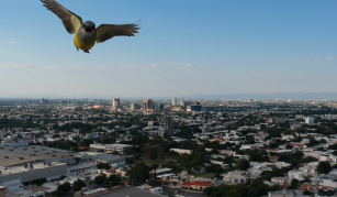 Monterrey